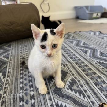 Rescue Domestic Short Hair Cats for Adoption in Elfin Forest, California - Bo | PetCurious