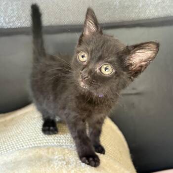 Capri (purple) -  Domestic Short Hair Cat for Adoption in Long Beach, California - Capri (purple) | PetCurious