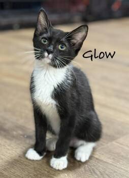 Glow -  Domestic Short Hair Cat for Adoption in Pawleys Island, South Carolina - Glow | PetCurious