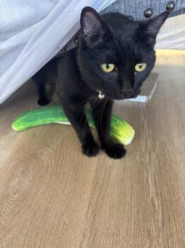 Domestic Short Hair Cats Available for Adoption in New Woodstock, New York - WEDNESDAY | PetCurious