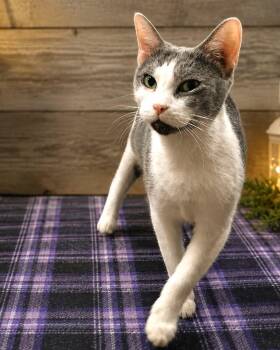 Kyntia -  Domestic Short Hair Cat for Adoption in Greensburg, Pennsylvania - Kyntia | PetCurious