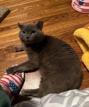 Rescue Domestic Short Hair Cats for Adoption in Ashland, Virginia - Valentino | PetCurious