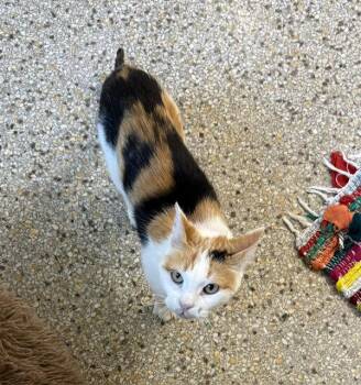 Pinkerton (Available Est 7/22/26) -  Domestic Short Hair and Calico Cat for Adoption in Williamsburg, Iowa - Pinkerton (Available Est 7/22/26) | PetCurious