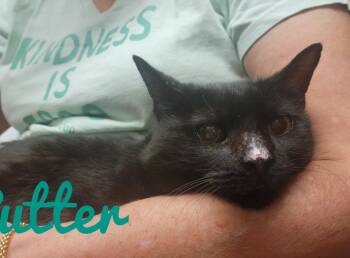 Rescue Domestic Short Hair Cats for Adoption in Fairfax, Virginia - Butter (F) | PetCurious