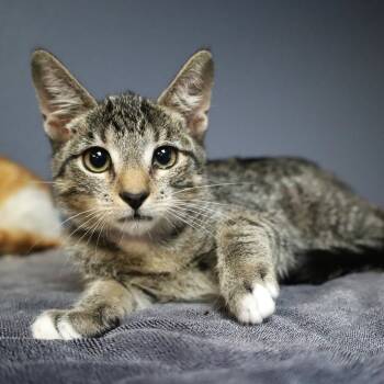 Rescue Domestic Short Hair Cats for Adoption in Lakeland, Florida - Lasagnette | PetCurious