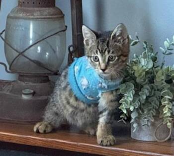 Rescue Domestic Short Hair Cats for Adoption in Ottawa Hills, Ohio - Timber | PetCurious