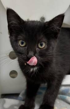 Lady Sable Tail 1077-26 -  Domestic Short Hair Cat for Adoption in Cumming, Georgia - Lady Sable Tail 1077-26 | PetCurious