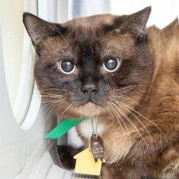 GYPSY -  Siamese Cat for Adoption in St. Louis, Missouri - GYPSY | PetCurious