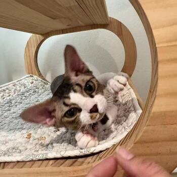 Finn -  Devon Rex Cat for Adoption in Los Angeles, California - Finn | PetCurious