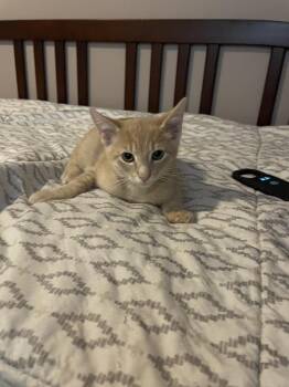 Grilly Idol -  Domestic Short Hair Cat for Adoption in Wilmington, North Carolina - Grilly Idol | PetCurious