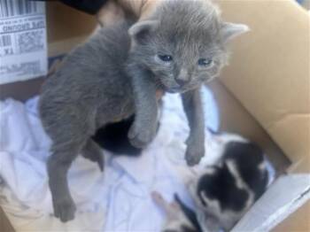 Rescue Domestic Short Hair Cats for Adoption in Houston, Texas - ALL GRAY | PetCurious