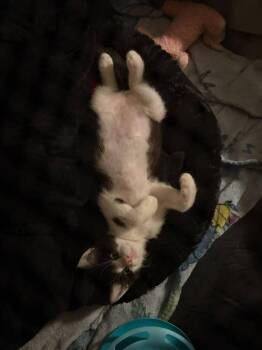 Moo -  Domestic Short Hair Cat for Adoption in St. Cloud, Florida - Moo | PetCurious