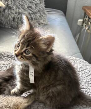 Tiger Cats Available for Adoption in Syracuse, Indiana - Louis Vuitton | PetCurious