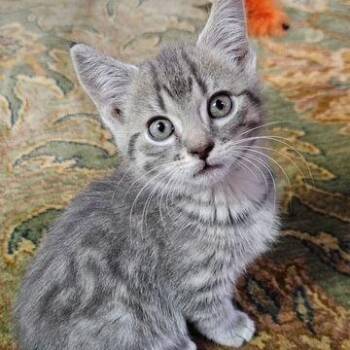 Domestic Short Hair Cats Available for Adoption in Lake Orion, Michigan - Remi | PetCurious