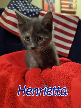 Henrietta -  Domestic Short Hair Cat for Adoption in Port Clinton, Ohio - Henrietta | PetCurious