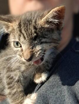 Left-Eye Louie -  Tabby Cat for Adoption in Fresno, California - Left-Eye Louie | PetCurious