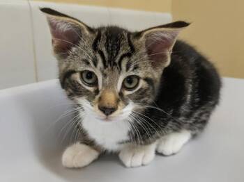 Aero -  Domestic Short Hair Cat Available for Adoption in Sechelt, British Columbia - Aero | PetCurious