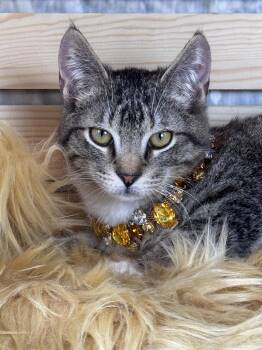 Rescue Tabby Cats for Adoption in Pasadena, Texas - Jace | PetCurious
