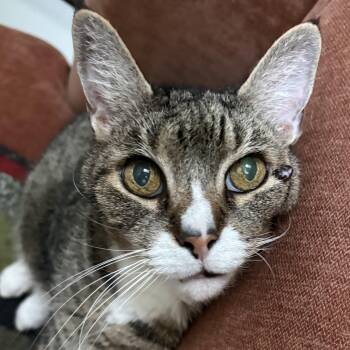 Nicholas -  Domestic Short Hair Cat for Adoption in Tioga, Pennsylvania - Nicholas | PetCurious