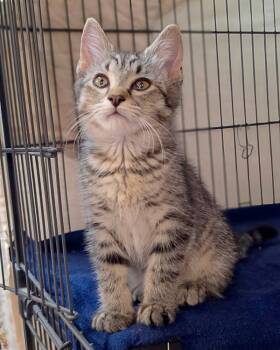 Zebra -  Domestic Short Hair Cat for Adoption in Novato, California - Zebra | PetCurious