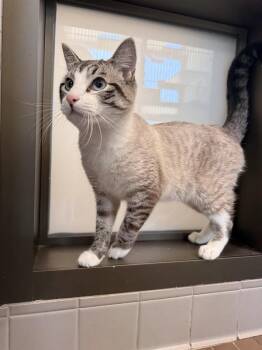 American Shorthair Cats Available for Adoption in Truckee, California - Lyle | PetCurious