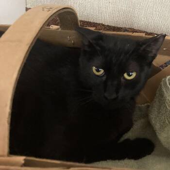 Bella -  Domestic Short Hair Cat for Adoption in Beaufort, South Carolina - Bella | PetCurious