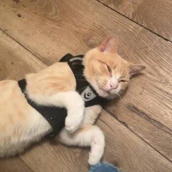 Rescue Domestic Short Hair Cats for Adoption in West Orange, New Jersey - Buddy | PetCurious