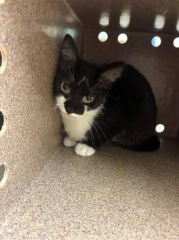 MISS THANG -  Domestic Short Hair Cat for Adoption in Cookeville, Tennessee - MISS THANG | PetCurious