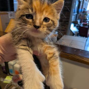 Lillian -  Domestic Short Hair Cat for Adoption in Rocky Mount, Virginia - Lillian | PetCurious