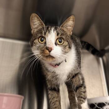 Rescue Domestic Short Hair Cats for Adoption in Nashville, Indiana - Turkey | PetCurious