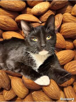 Domestic Short Hair Cats Available for Adoption - Almond Joy | PetCurious