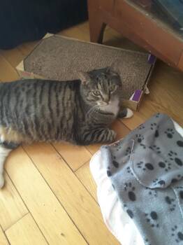 Domestic Short Hair Cats Available for Adoption - Frida | PetCurious