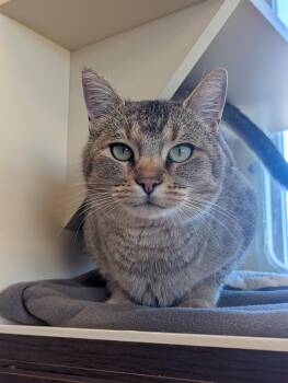 Rescue Domestic Short Hair Cats for Adoption in Buena Vista, Colorado - Maple | PetCurious