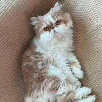 Rescue Persian Cats for Adoption in Woodmere, New York - Kyle | PetCurious