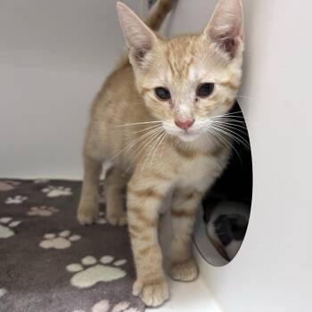 Benedict -  Domestic Short Hair Cat for Adoption in Kanab, Utah - Benedict | PetCurious