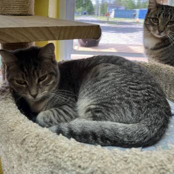 Rescue Domestic Short Hair Cats for Adoption in Cortland, New York - Sylvester | PetCurious