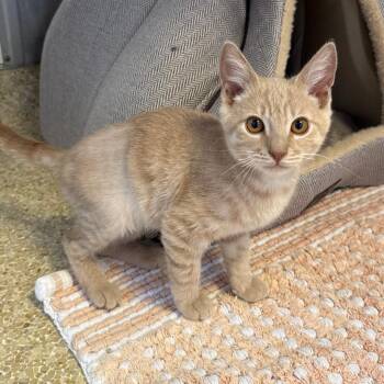 Bacon -  Domestic Short Hair Cat for Adoption in Goleta, California - Bacon | PetCurious