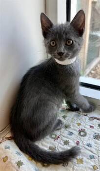 REMUS -  Domestic Short Hair Cat for Adoption in Sarasota, Florida - REMUS | PetCurious