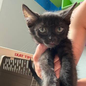 Bret "The Hitman" Hart -  Domestic Short Hair Cat for Adoption in West Des Moines, Iowa - Bret "The Hitman" Hart | PetCurious