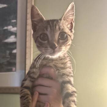 Jack Sprat -  Domestic Short Hair Cat for Adoption in Richmond, Virginia - Jack Sprat | PetCurious