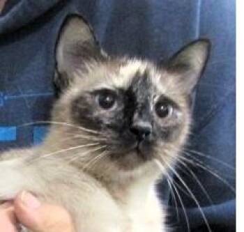 Rescue Siamese Cats for Adoption in Paris, Kentucky - Sofie | PetCurious