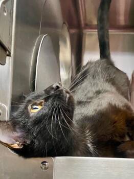 Amya -  Domestic Short Hair Cat for Adoption in Chico, California - Amya | PetCurious