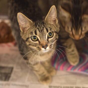 Sleepy -  Domestic Short Hair Cat for Adoption in Belleville, Illinois - Sleepy | PetCurious
