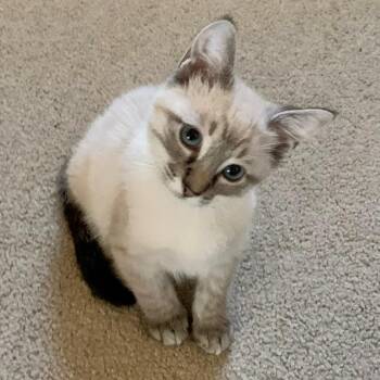Rescue Siamese Cats for Adoption in Collierville, Tennessee - Potato | PetCurious