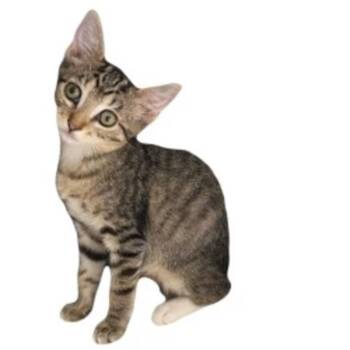 -Monica -  Tabby and Domestic Short Hair Cat for Adoption in Red Bluff, California - -Monica | PetCurious