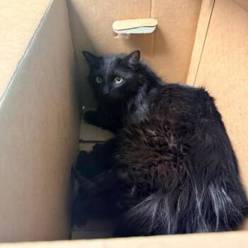 Domestic Medium Hair Cats Available for Adoption in Cheyenne, Wyoming - Birdie | PetCurious