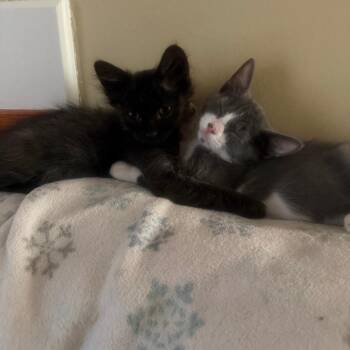 Pyro 22769 -  Domestic Long Hair Cat for Adoption in Minneapolis, Minnesota - Pyro 22769 | PetCurious