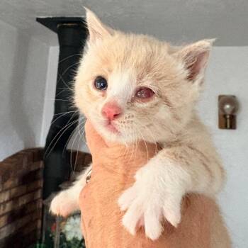 Laura Croft -  Domestic Short Hair Cat for Adoption in Blackfoot, Idaho - Laura Croft | PetCurious