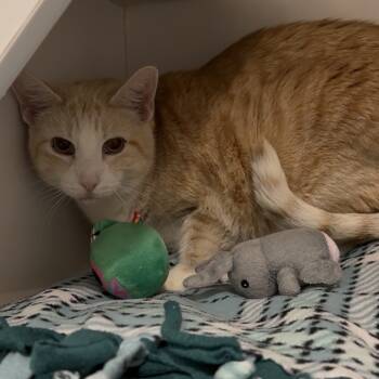 Rescue Domestic Short Hair Cats for Adoption in Matteson, Illinois - Bob | PetCurious