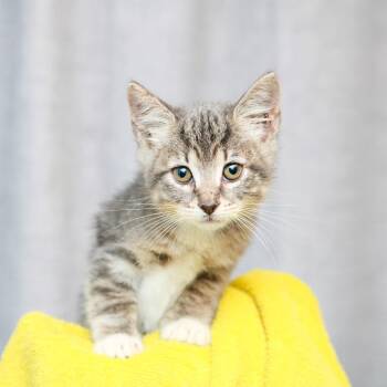 Iffy -  Domestic Short Hair Cat for Adoption in Hattiesburg, Mississippi - Iffy | PetCurious
